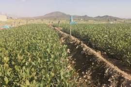 فروش نهال پسته 