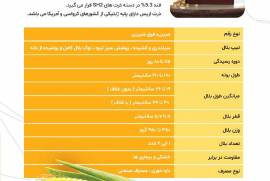ذرت فوق شیرین اریس 