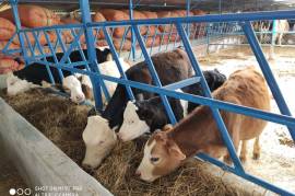 شبکه دامپروری و فروش گوساله